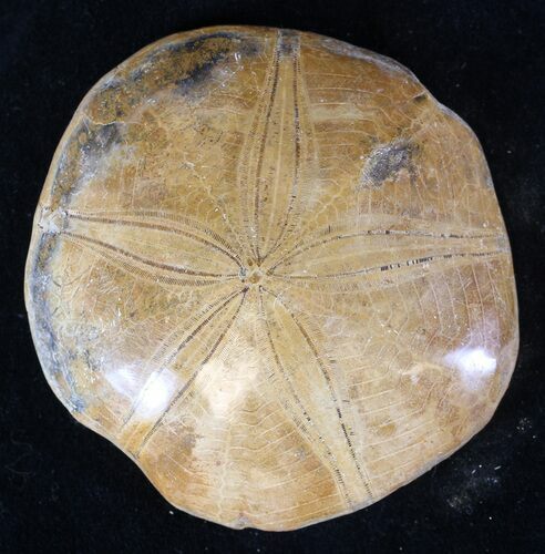Polished Fossil Sand Dollar (Mepygurus) - Jurassic #36001